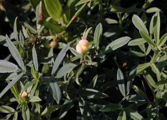 Stylosanthes hamata (Caribbean stylo)